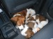 spánek v autě